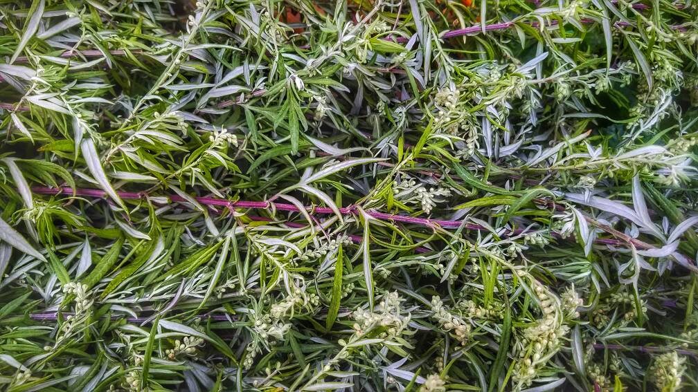 BLACK Sage Mugwort Smudge Wand Smoke Cleansing Ritual House Smudging Cleanse Premium Natural Incense Smudging Dried Sage Herb Altar Tools