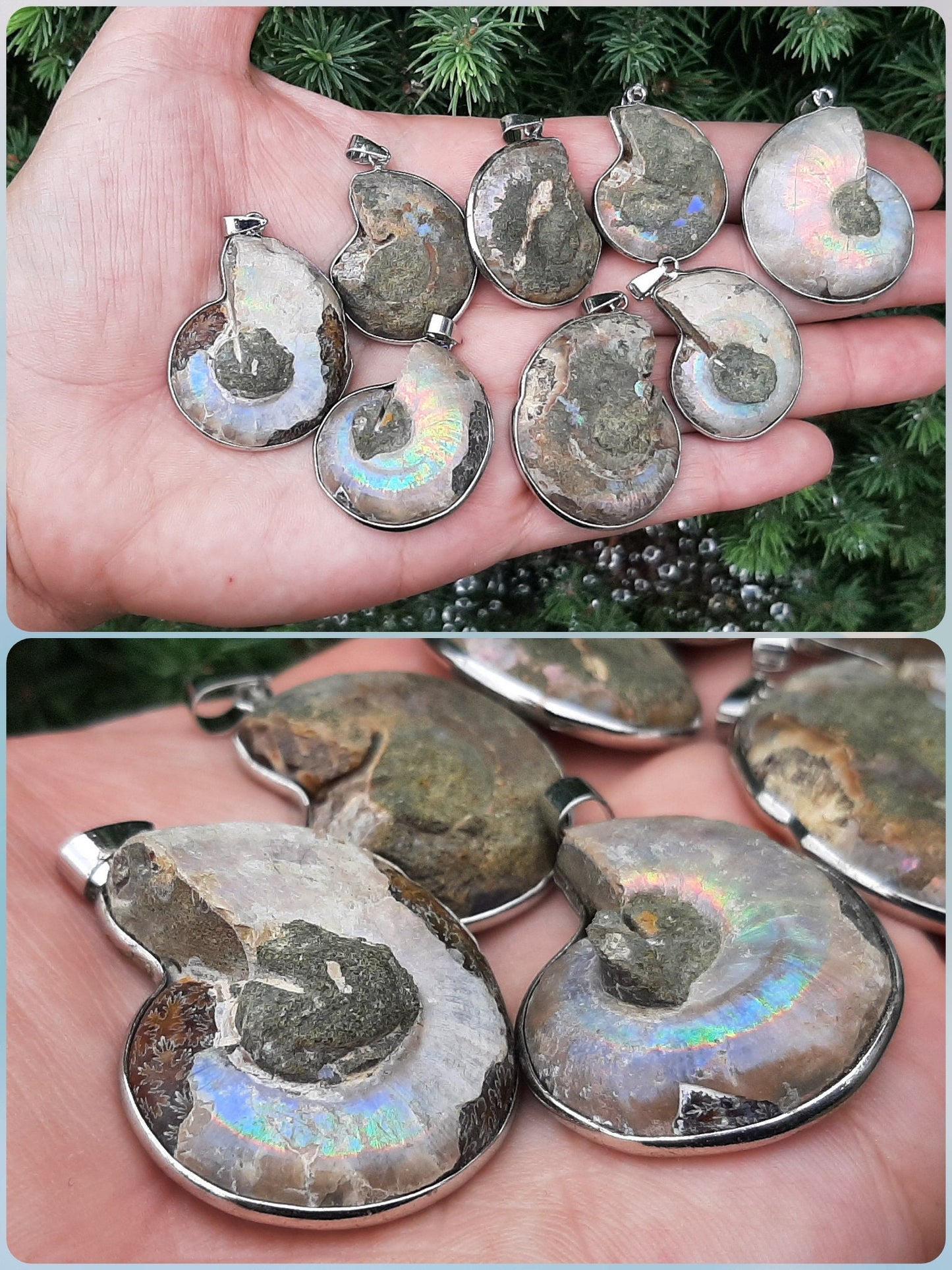 Natural Nautilus Fossil Pendant, Fossilized Ammonite Shell Necklace
