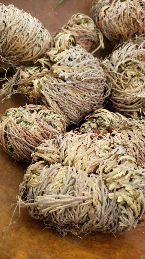 Rose of Jericho Resurrection Plant Flower Dinosaur Fern Selaginella lepidophylla Live plant bulb Everlasting Specialty Indoor Bulbs