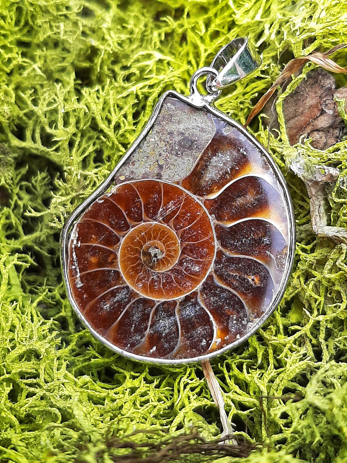 Natural Nautilus Fossil Pendant, Fossilized Ammonite Shell Necklace