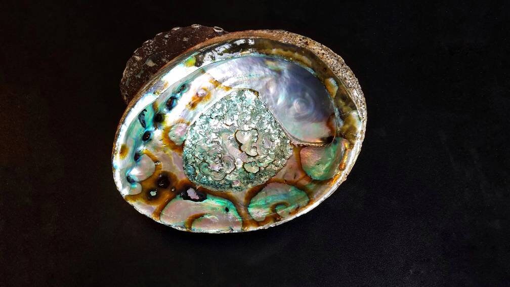 XL Natural Abalone Shell, Premium Blue Abalone, Blue Green Large Abalone, Beach House Decor, Smudging, Loose Incense, Altar Offering, Ritual