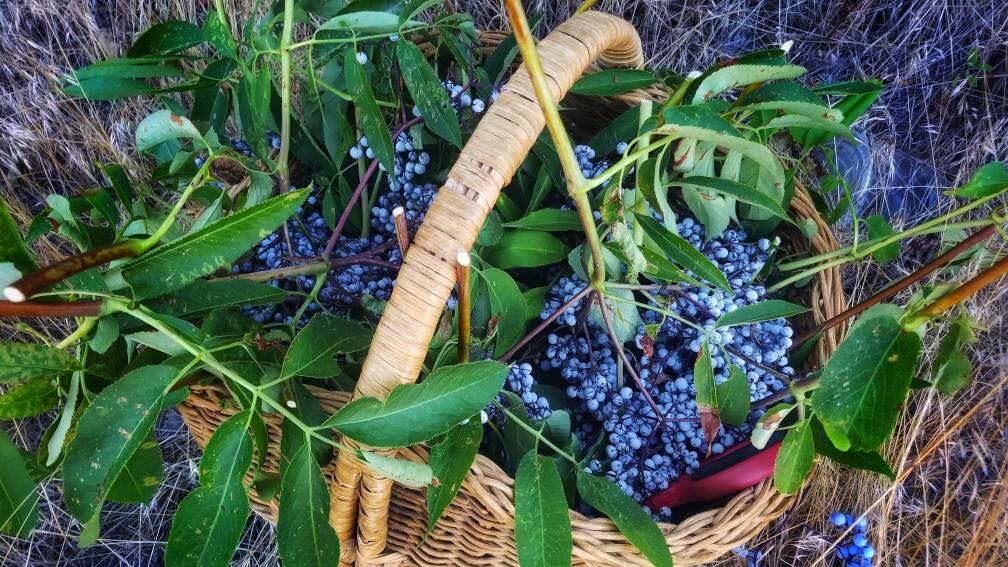 Organic DIY Elderberry Syrup Kit, organic black elderberries, recipe card