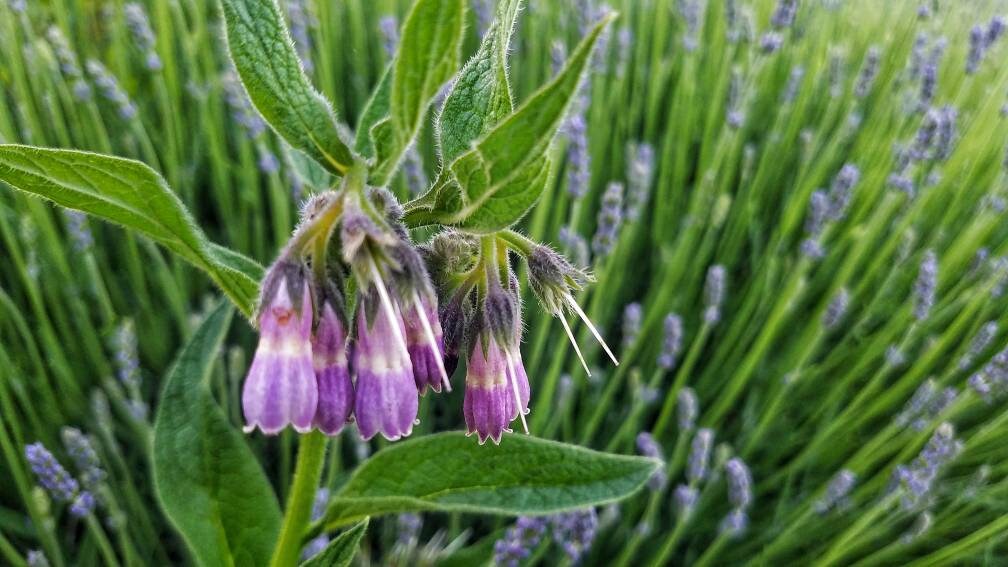 Simply Comfrey Salve, Organic Herbal Balm for Dry Skin, Unscented Botanical Natural Skin Moisturizer for Overworked Areas