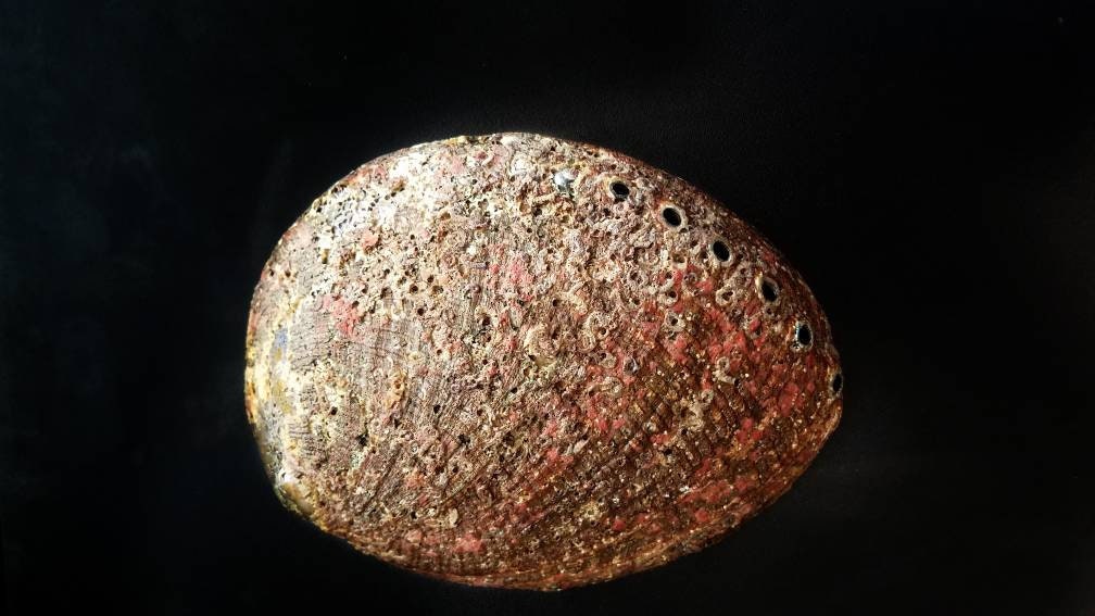 XL Natural Abalone Shell, Premium Blue Abalone, Blue Green Large Abalone, Beach House Decor, Smudging, Loose Incense, Altar Offering, Ritual