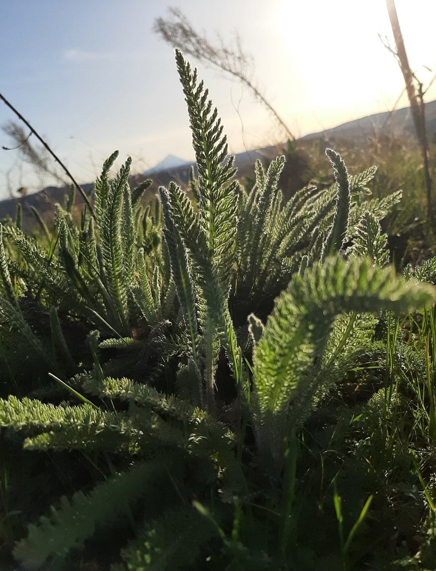 Simply Yarrow Salve, Wildcrafted Achillea millefolium organic herbal balm, ethically created unscented botanically infused handcrafted salve