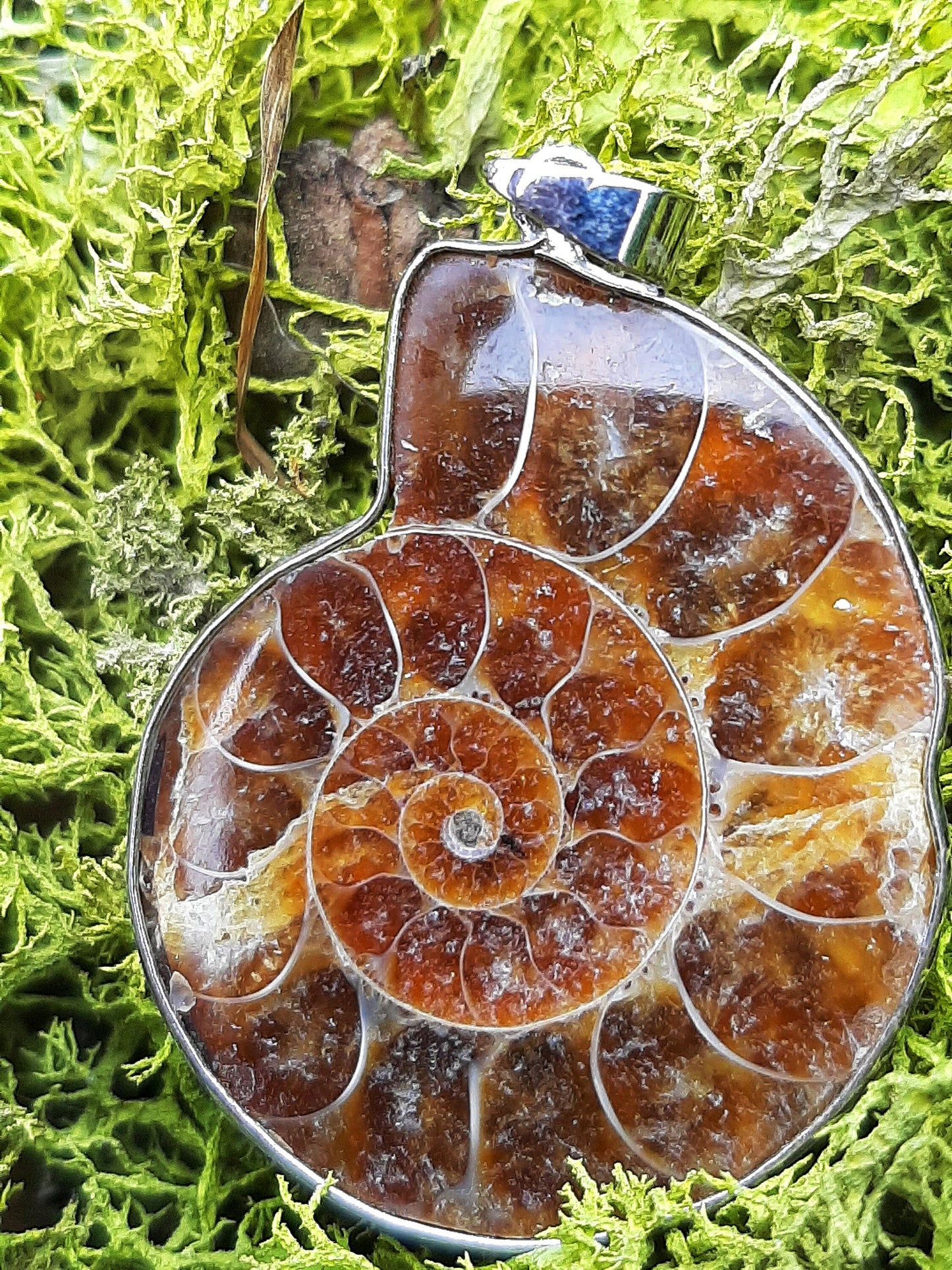 Natural Nautilus Fossil Pendant, Fossilized Ammonite Shell Necklace