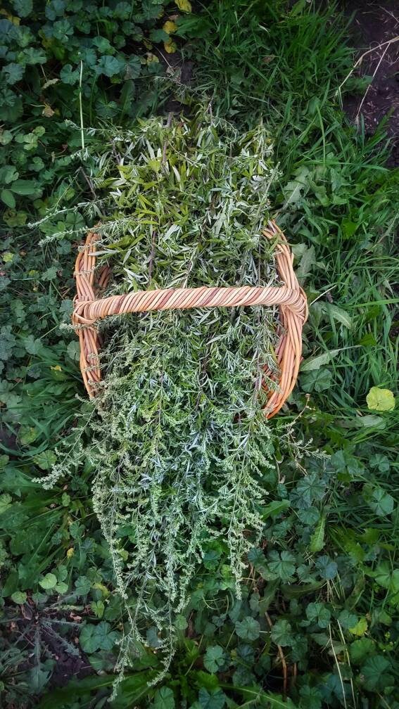 BLACK Sage Mugwort Smudge Wand Smoke Cleansing Ritual House Smudging Cleanse Premium Natural Incense Smudging Dried Sage Herb Altar Tools
