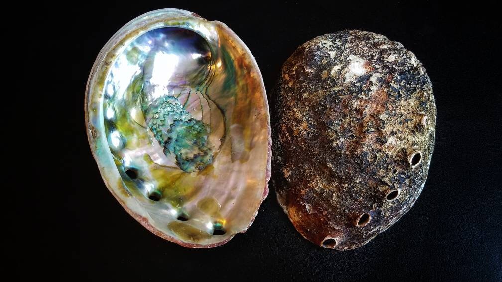 XL Natural Abalone Shell, Premium Blue Abalone, Blue Green Large Abalone, Beach House Decor, Smudging, Loose Incense, Altar Offering, Ritual