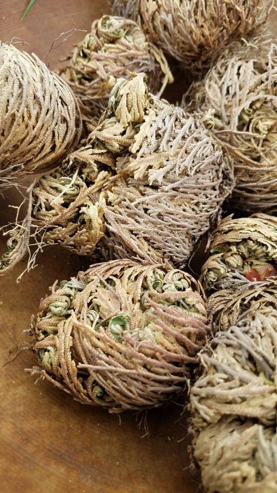 Rose of Jericho Resurrection Plant Flower Dinosaur Fern Selaginella lepidophylla Live plant bulb Everlasting Specialty Indoor Bulbs