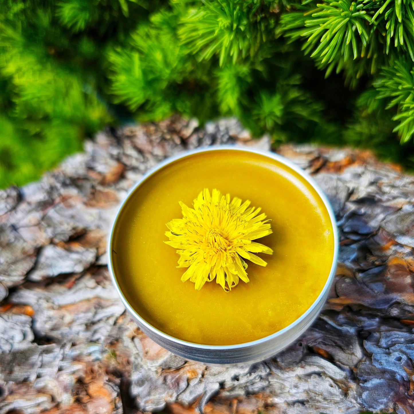 Simply Dandelion Salve, Organic Unscented Natural Skincare for Everyday Hydration & Softness, Herbal Moisturizing Balm for Rough Dry Skin