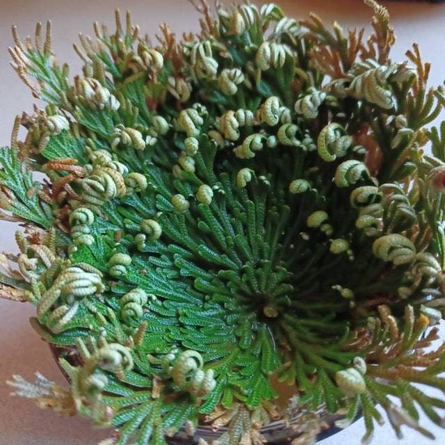 Rose of Jericho Resurrection Plant Flower Dinosaur Fern Selaginella lepidophylla Live plant bulb Everlasting Specialty Indoor Bulbs