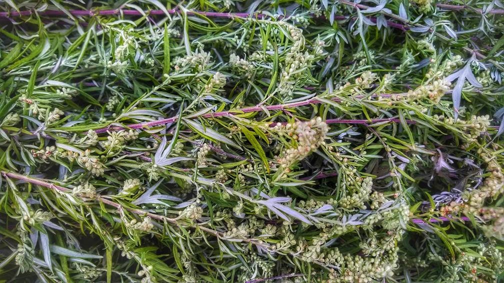 BLACK Sage Mugwort Smudge Wand Smoke Cleansing Ritual House Smudging Cleanse Premium Natural Incense Smudging Dried Sage Herb Altar Tools
