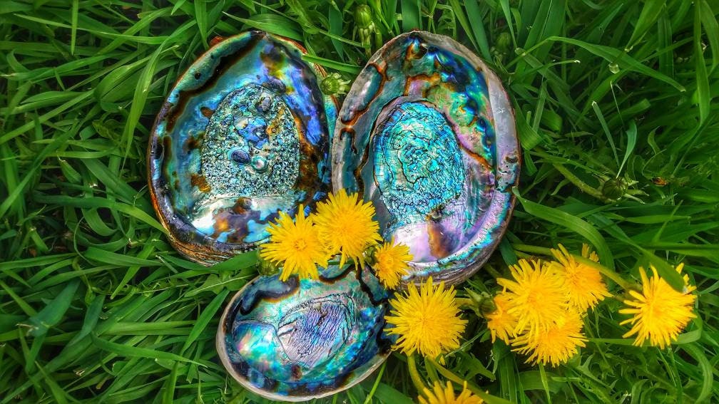 XL Natural Abalone Shell, Premium Blue Abalone, Blue Green Large Abalone, Beach House Decor, Smudging, Loose Incense, Altar Offering, Ritual