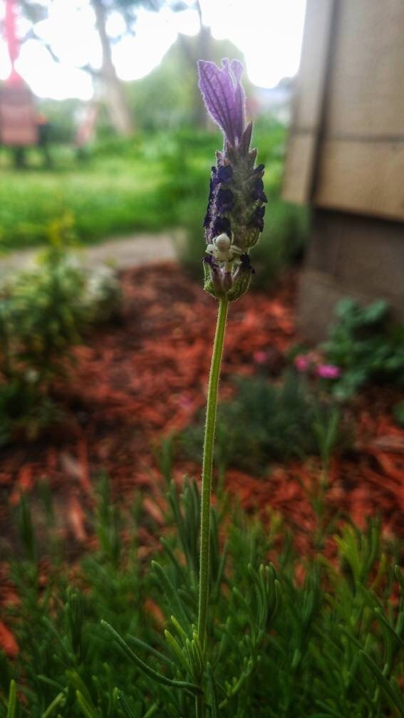 Wild Lavender Smudge Wand Smoke Cleansing Ritual House Smudging Cleanse Sage Sticks Natural Incense Smudging Dried Sage Herb Altar Tools