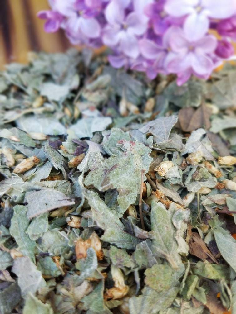 Calea Zacatechichi Mexican Dream Herb, Leaf of God Ritual, Lucid Dream Magic, Hand Processed Premium High Grade Calea Ternifolia Oneirogen