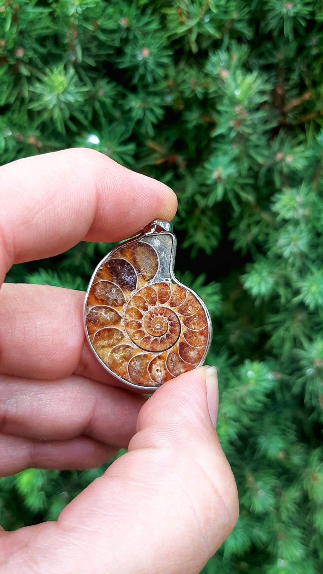 Natural Nautilus Fossil Pendant, Fossilized Ammonite Shell Necklace