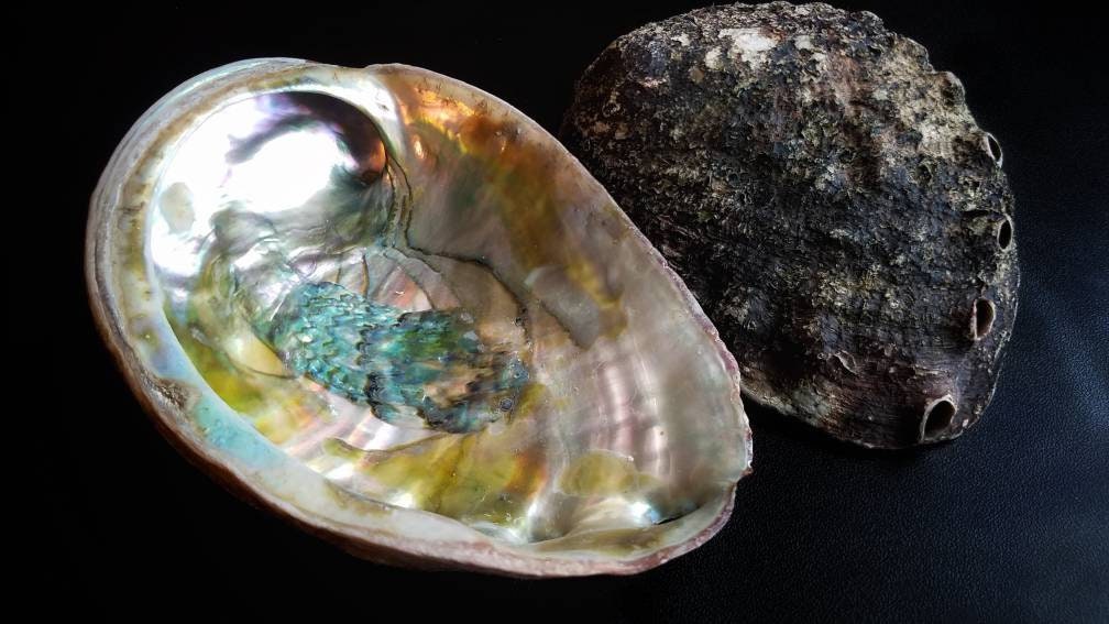 XL Natural Abalone Shell, Premium Blue Abalone, Blue Green Large Abalone, Beach House Decor, Smudging, Loose Incense, Altar Offering, Ritual