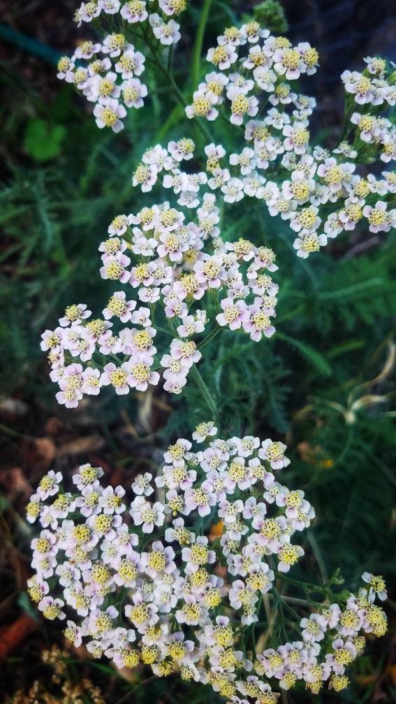 Simply Yarrow Salve, Wildcrafted Achillea millefolium organic herbal balm, ethically created unscented botanically infused handcrafted salve