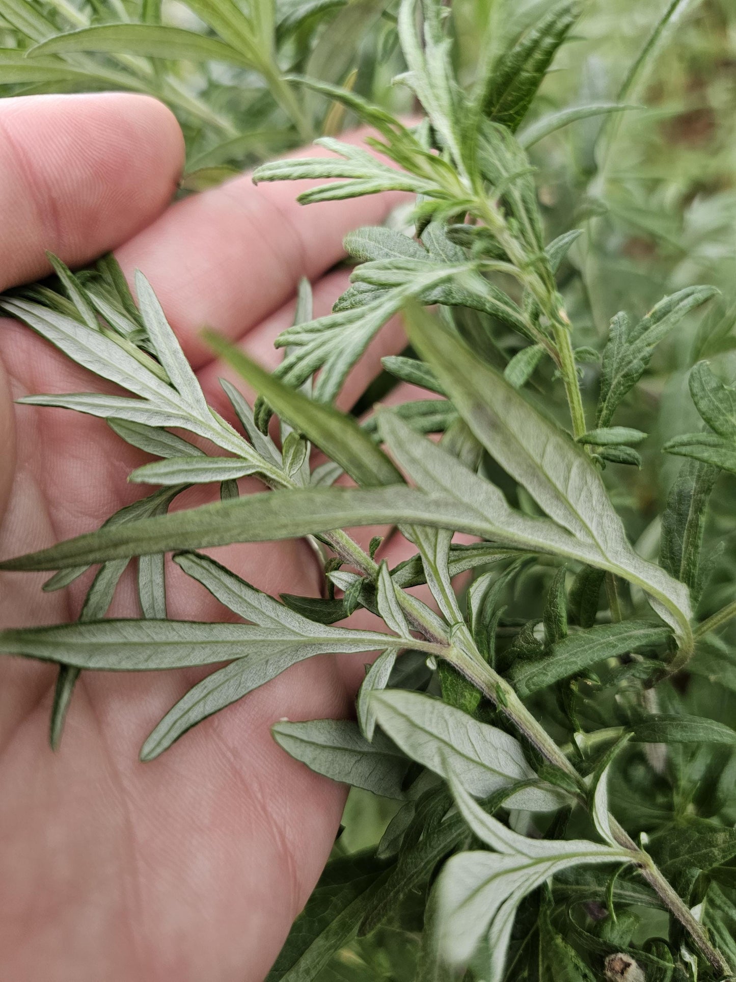 BLACK Sage Mugwort Smudge Wand Smoke Cleansing Ritual House Smudging Cleanse Premium Natural Incense Smudging Dried Sage Herb Altar Tools