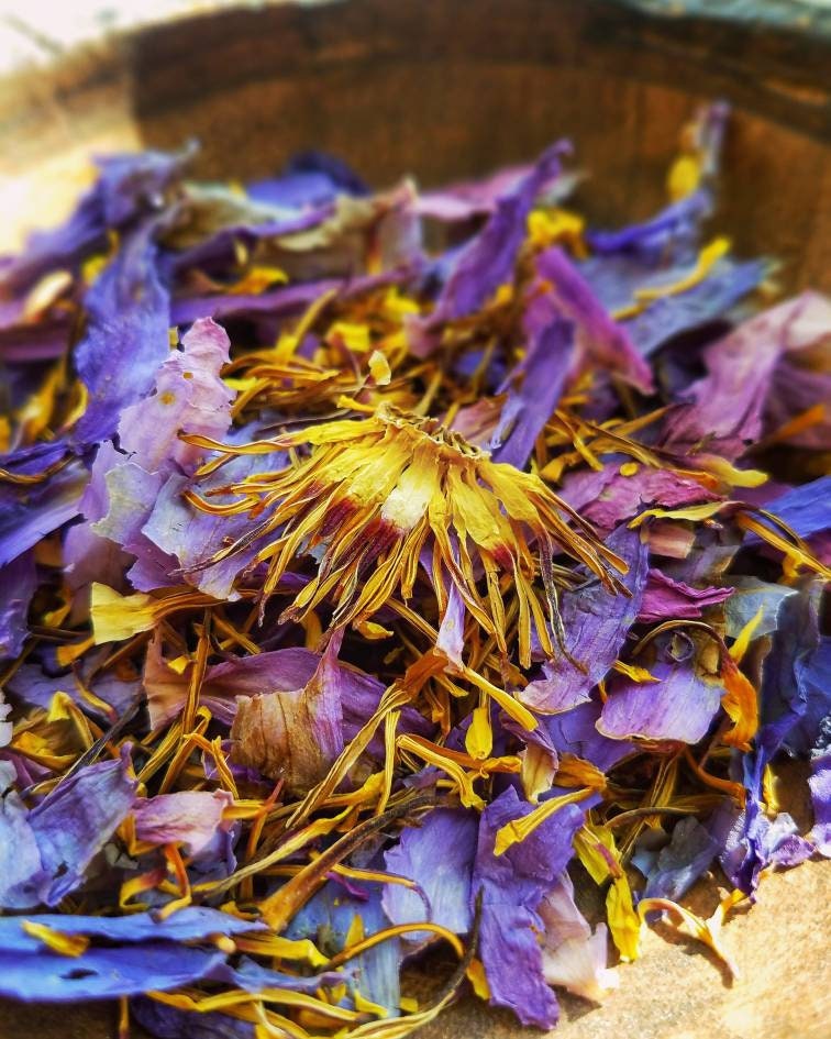 Egyptian Blue Lotus Sacred Water Lily, Dream Magic, Lucid Dream, Hand Processed Premium High Grade Nymphaea Caerulea Flower Petals & Stamens