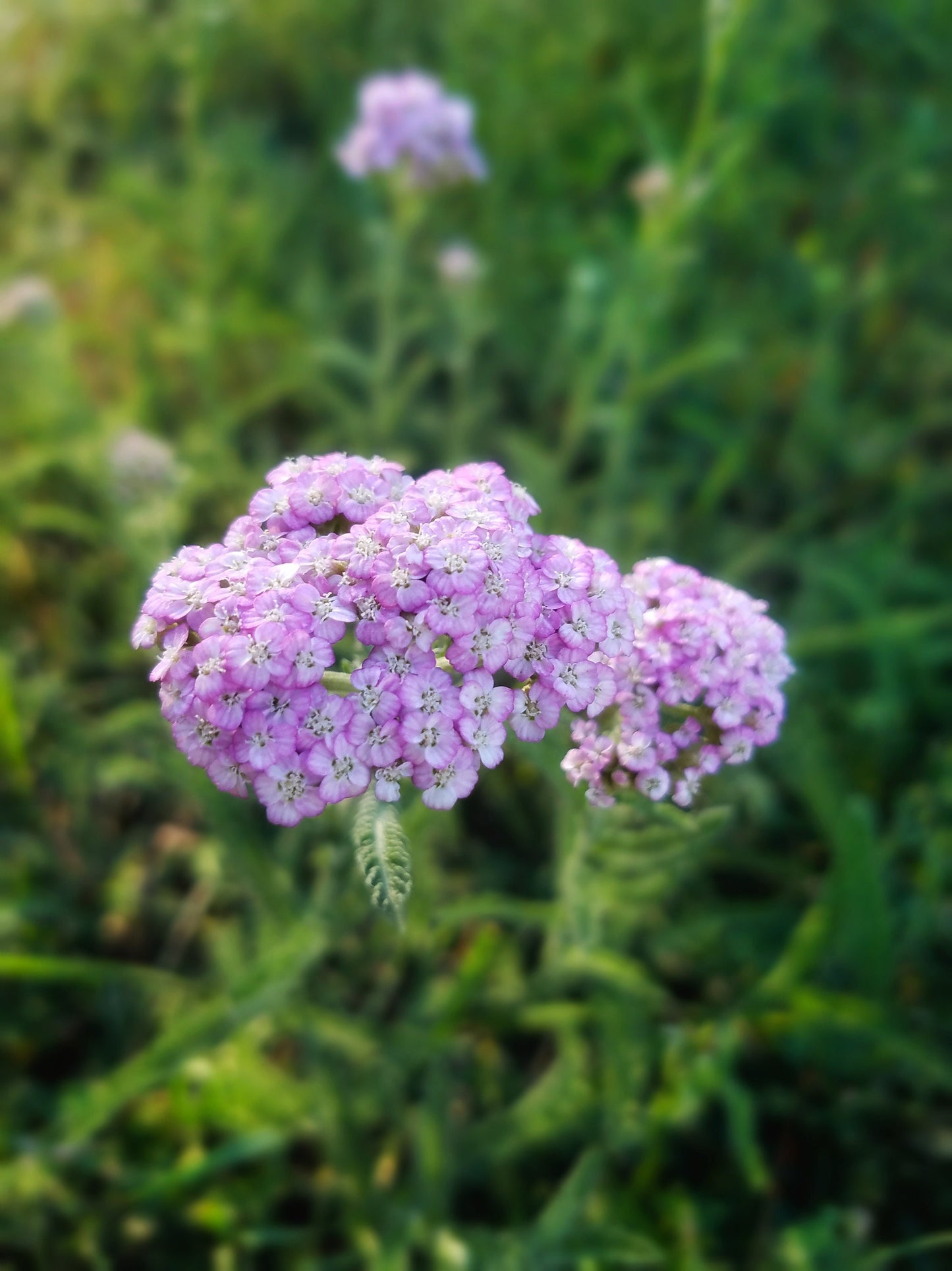 Simply Yarrow Salve, Wildcrafted Achillea millefolium organic herbal balm, ethically created unscented botanically infused handcrafted salve