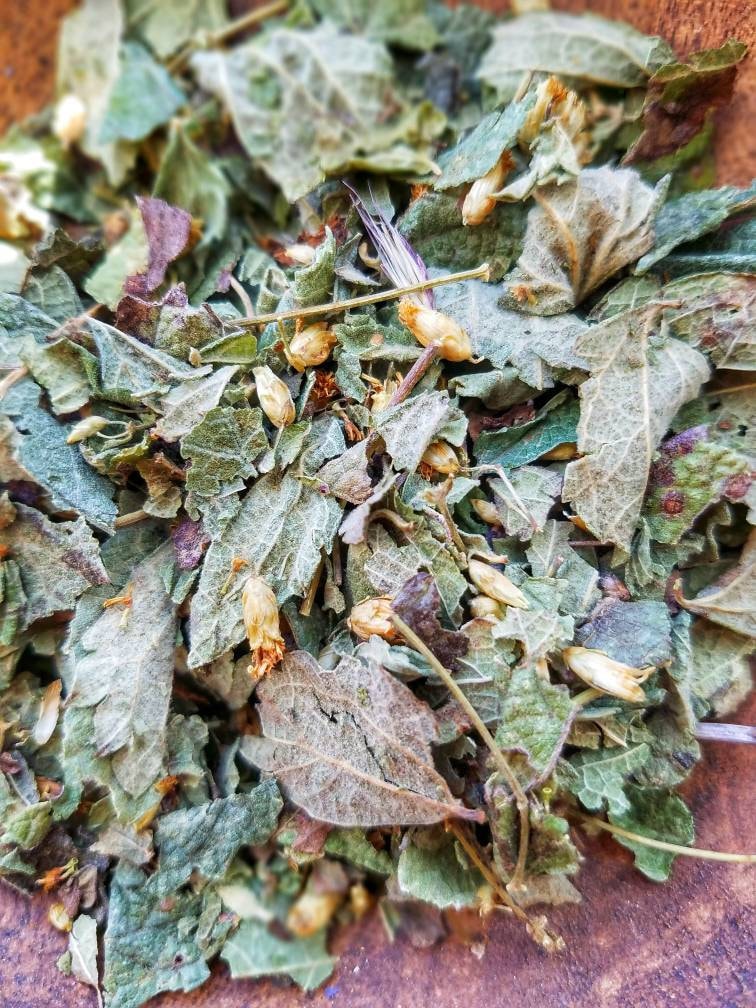 Calea Zacatechichi Mexican Dream Herb, Leaf of God Ritual, Lucid Dream Magic, Hand Processed Premium High Grade Calea Ternifolia Oneirogen