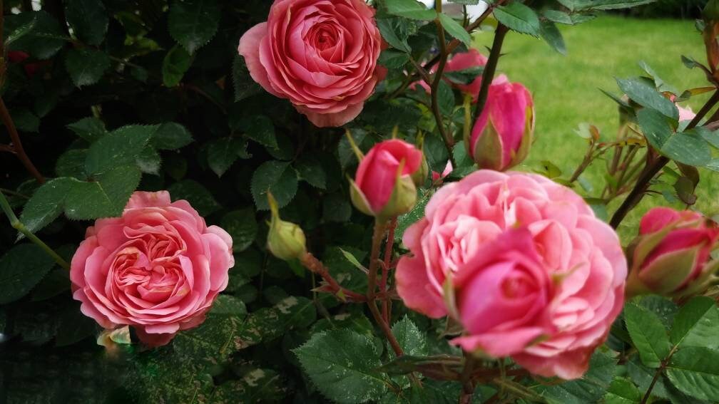 Simply Rose Salve with Rosehip Seed Oil, organic herbal balm ethically created botanically infused handcrafted salve