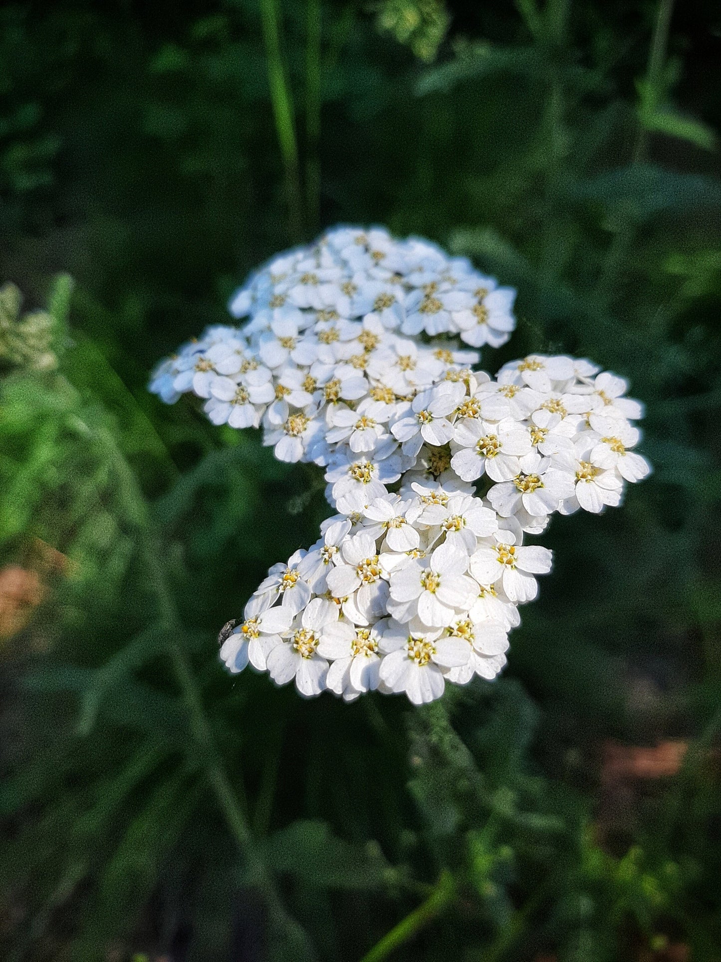 Simply Yarrow Salve, Wildcrafted Achillea millefolium organic herbal balm, ethically created unscented botanically infused handcrafted salve
