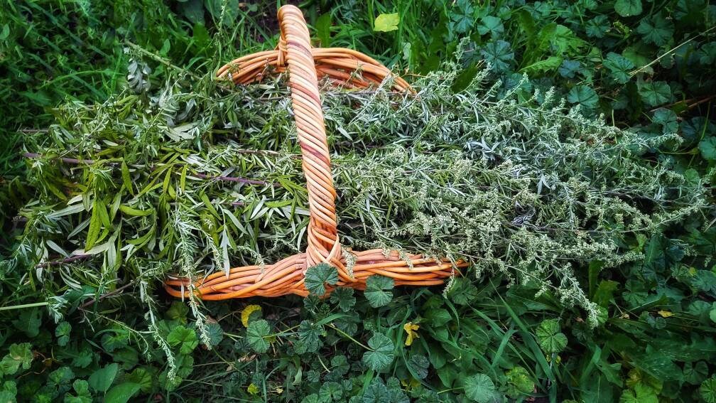 BLACK Sage Mugwort Smudge Wand Smoke Cleansing Ritual House Smudging Cleanse Premium Natural Incense Smudging Dried Sage Herb Altar Tools