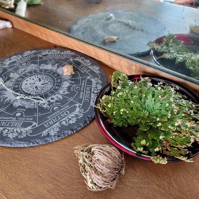 Rose of Jericho Resurrection Plant Flower Dinosaur Fern Selaginella lepidophylla Live plant bulb Everlasting Specialty Indoor Bulbs