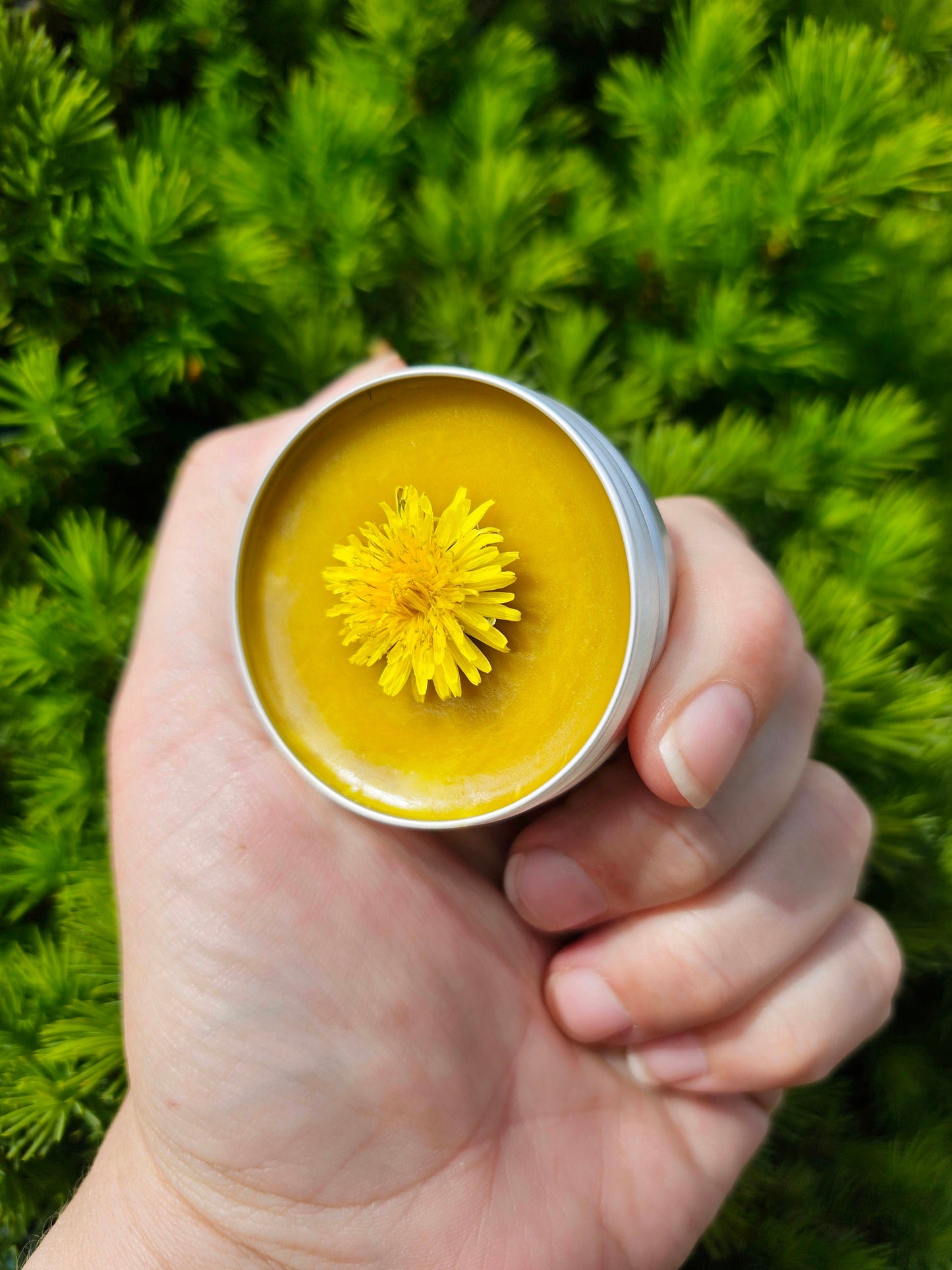 Simply Dandelion Salve, Organic Unscented Natural Skincare for Everyday Hydration & Softness, Herbal Moisturizing Balm for Rough Dry Skin