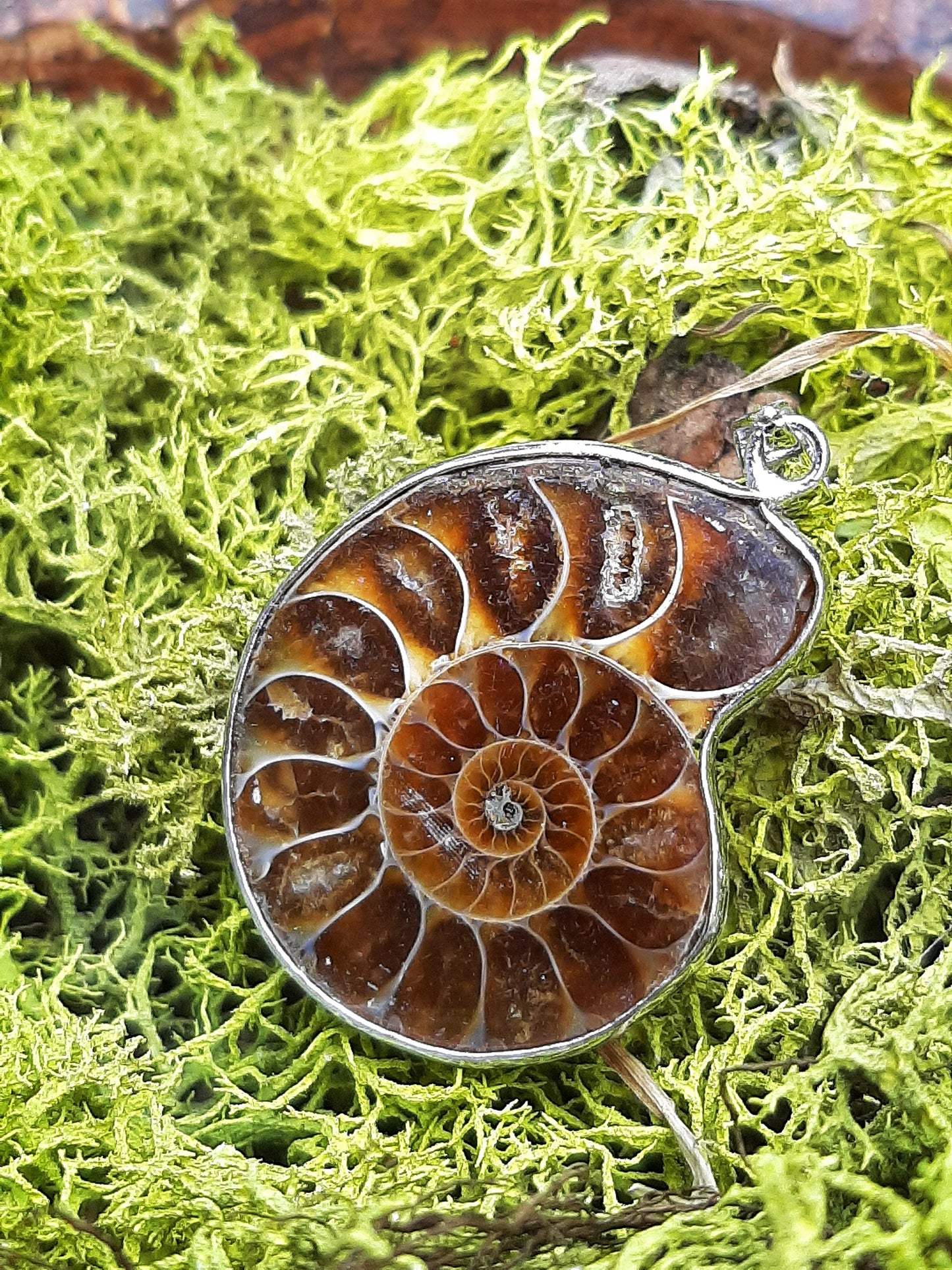 Natural Nautilus Fossil Pendant, Fossilized Ammonite Shell Necklace