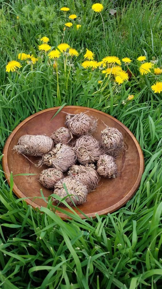 Rose of Jericho Resurrection Plant Flower Dinosaur Fern Selaginella lepidophylla Live plant bulb Everlasting Specialty Indoor Bulbs