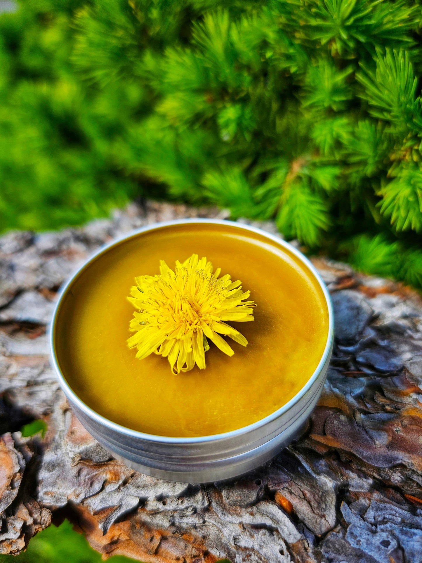 Simply Dandelion Salve, Organic Unscented Natural Skincare for Everyday Hydration & Softness, Herbal Moisturizing Balm for Rough Dry Skin