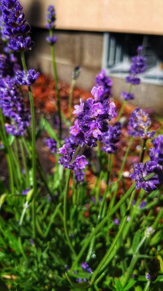Wild Lavender Smudge Wand Smoke Cleansing Ritual House Smudging Cleanse Sage Sticks Natural Incense Smudging Dried Sage Herb Altar Tools