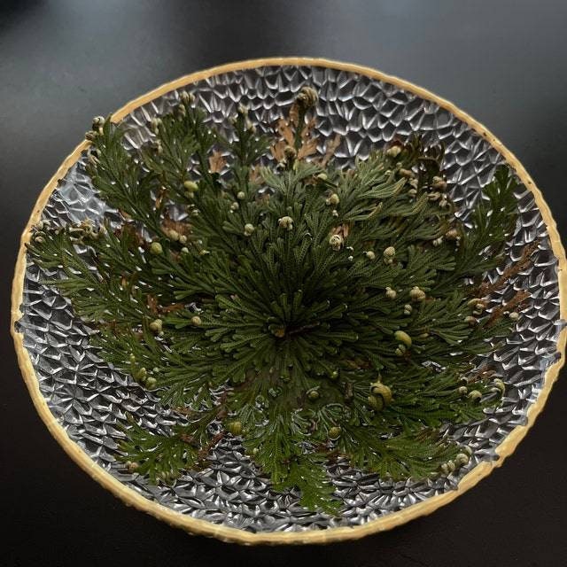 Rose of Jericho Resurrection Plant Flower Dinosaur Fern Selaginella lepidophylla Live plant bulb Everlasting Specialty Indoor Bulbs