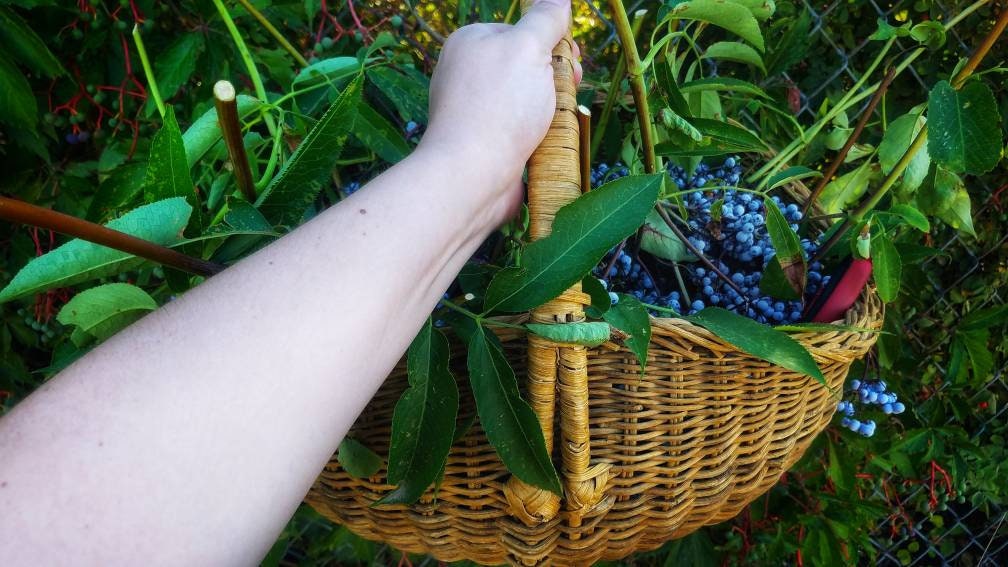 Organic DIY Elderberry Syrup Kit, organic black elderberries, recipe card