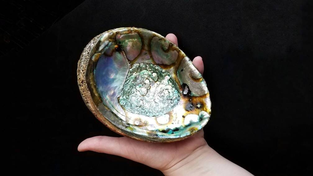 XL Natural Abalone Shell, Premium Blue Abalone, Blue Green Large Abalone, Beach House Decor, Smudging, Loose Incense, Altar Offering, Ritual