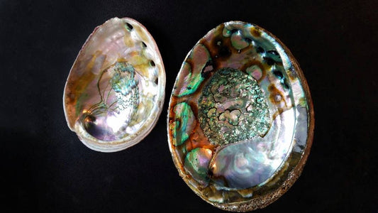 XL Natural Abalone Shell, Premium Blue Abalone, Blue Green Large Abalone, Beach House Decor, Smudging, Loose Incense, Altar Offering, Ritual