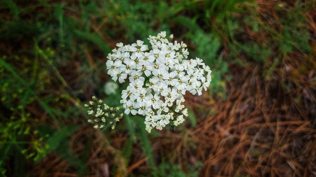 Simply Yarrow Salve, Wildcrafted Achillea millefolium organic herbal balm, ethically created unscented botanically infused handcrafted salve