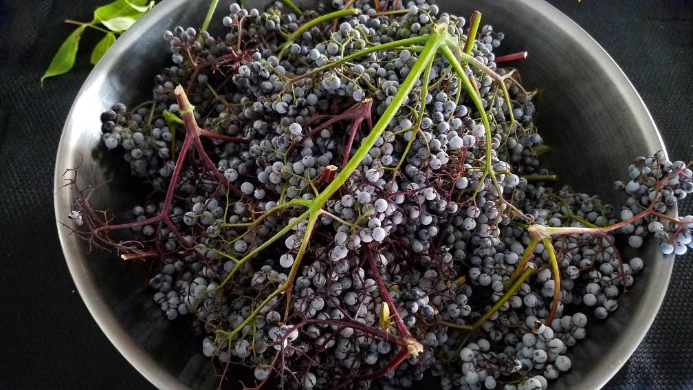 Organic DIY Elderberry Syrup Kit, organic black elderberries, recipe card