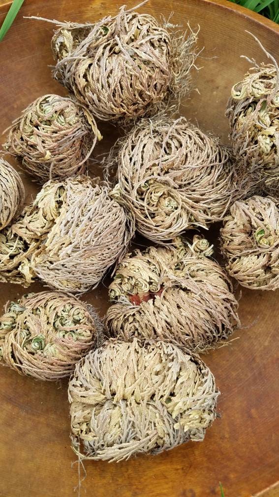 Rose of Jericho Resurrection Plant Flower Dinosaur Fern Selaginella lepidophylla Live plant bulb Everlasting Specialty Indoor Bulbs
