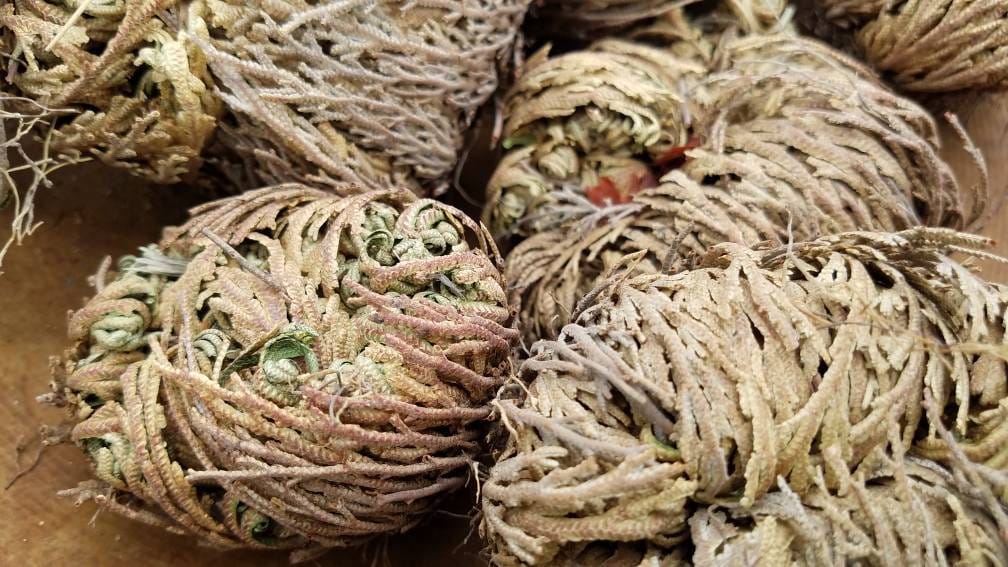 Rose of Jericho Resurrection Plant Flower Dinosaur Fern Selaginella lepidophylla Live plant bulb Everlasting Specialty Indoor Bulbs