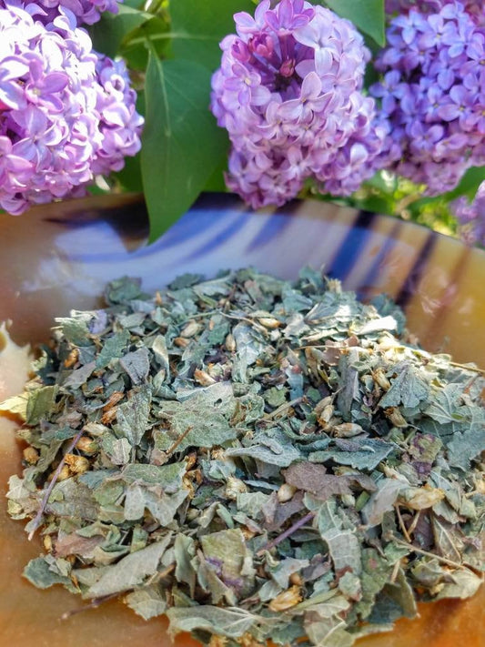 Calea Zacatechichi Mexican Dream Herb, Leaf of God Ritual, Lucid Dream Magic, Hand Processed Premium High Grade Calea Ternifolia Oneirogen