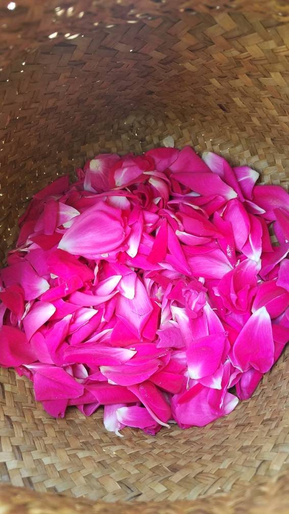 Simply Rose Salve with Rosehip Seed Oil, organic herbal balm ethically created botanically infused handcrafted salve